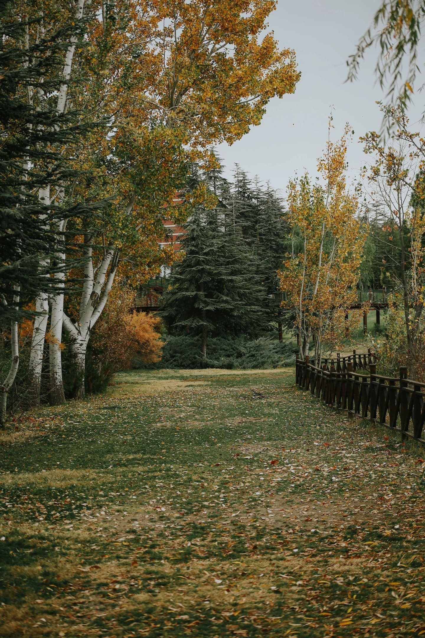 Forest path lined with autumn trees