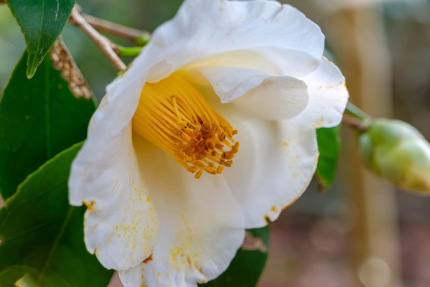 Camelia