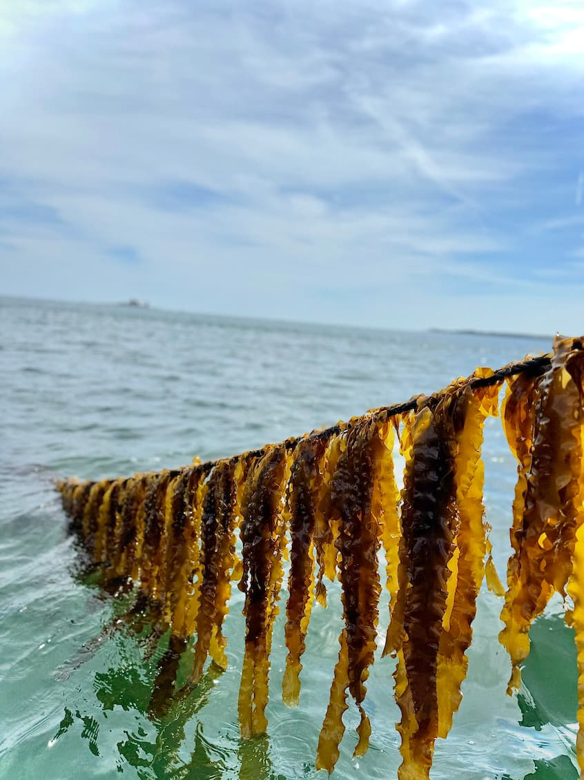 Sustainable ingredients and packaging