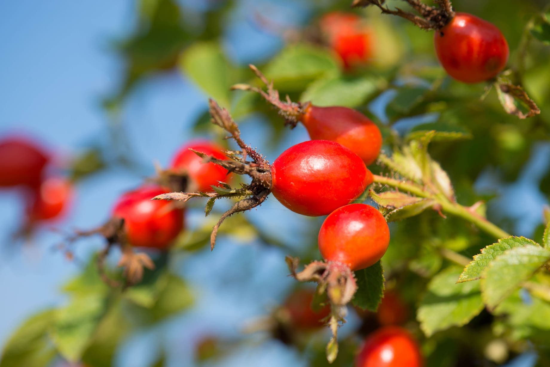 Sustainable ingredients and packaging